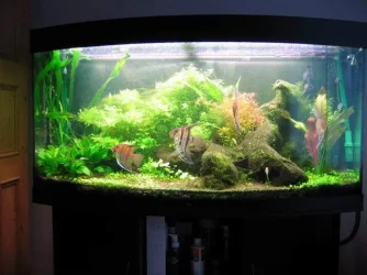 tank_1.webp