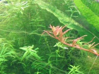 rotala.webp