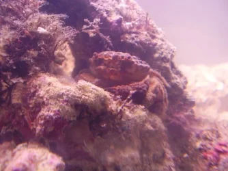 Crab.webp