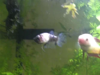CIMG1147__Small_.webp