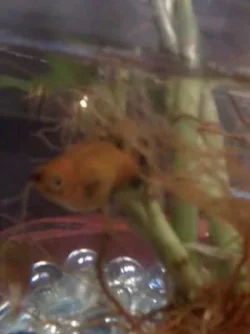 fish1.webp
