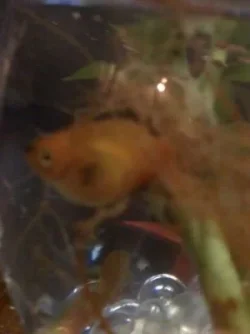 fish2.webp