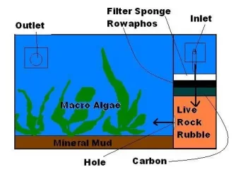 Refugium.webp