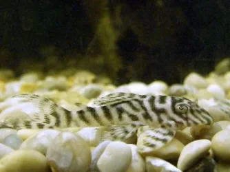babyplec1.webp