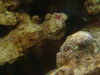 snail.webp