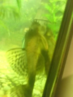Shrek_the_Plec.webp