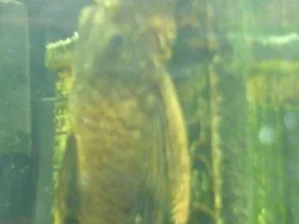 Shrekkie.webp