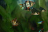 th_DSC_0056_1_1_.jpg