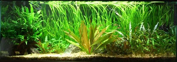 mytank.webp