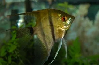 fish001_1_.webp