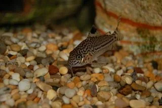 fish002_1_.webp
