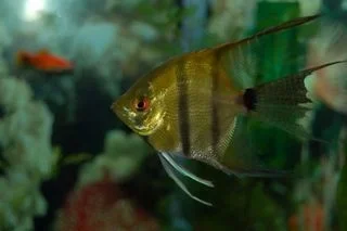 fish011_1_.webp