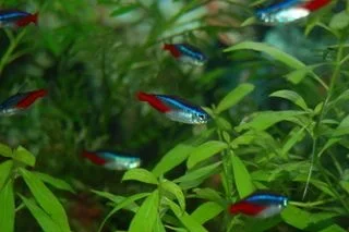 fish003_1_.webp