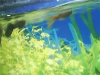 guppy.webp