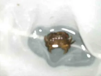 Crab_1.webp