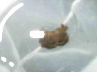 Crab_2.webp