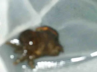Crab_3.webp