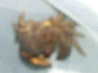 Crab_4.webp