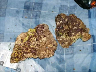 New_Rock.webp