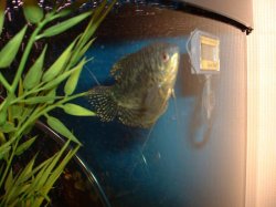 fish012.JPG