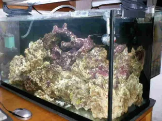 Tank_now_2.webp