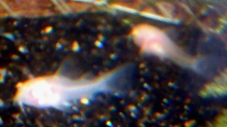 2_of_them.webp