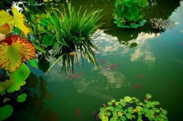 xiaobing_pond.webp