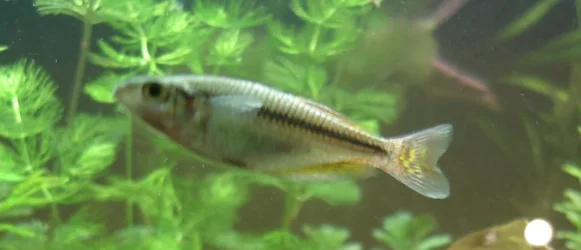 aus_rainbowfish.webp