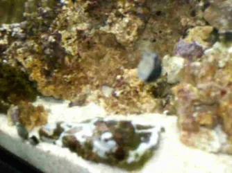 Snails_wall.webp Snails_wall.webp