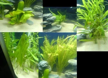 plants.webp