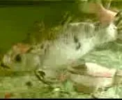 fish1.webp