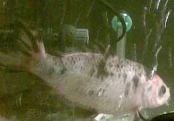 fish2.webp