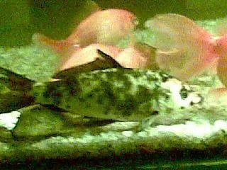 fish5.webp
