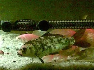 fish6.webp