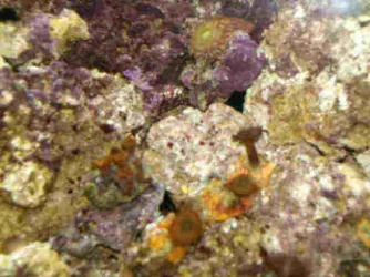 Zoo__z.webp
