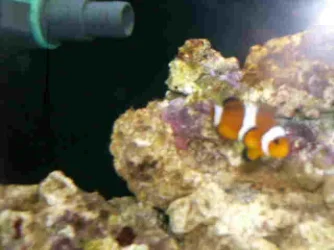 Nemo_2.webp