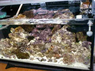 Full_Tank.webp