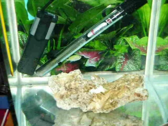 Chromis.webp