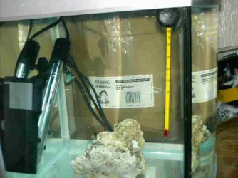 Chromis_2.webp