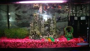 tank.webp
