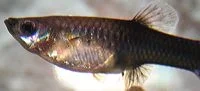 fishpreg1_.webp