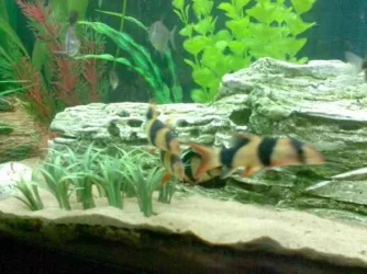 loaches.webp