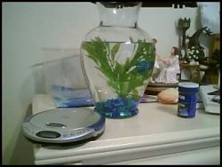 Fishie.jpeg Fishie.jpeg