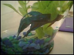 Sadfishie.jpeg Sadfishie.jpeg