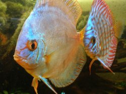 Fish_Pictures_014.jpg