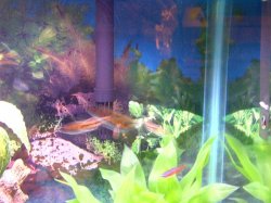 Fish_Tank_00004.JPG Fish_Tank_00004.JPG