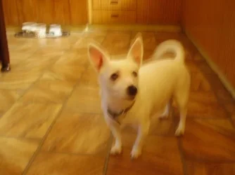 Petpictures_021.webp