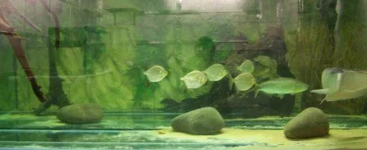 redhook_full_tank.webp