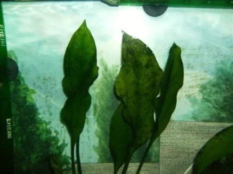 Fishtank_Algae__1_.webp