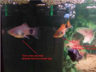 Mickey_Mouse_Platys_005.webp